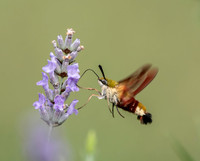 Broad-bordered bee hawk-moth