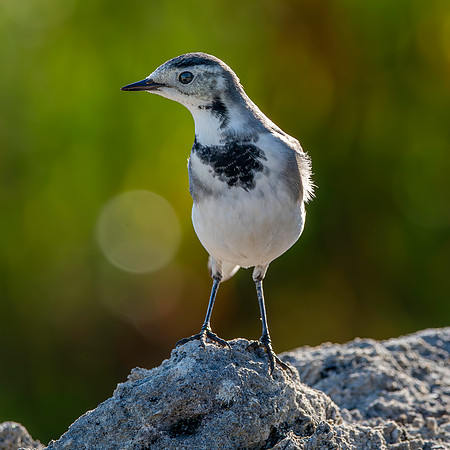 White wagtail