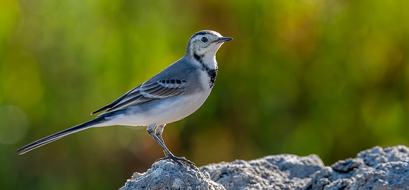 White wagtail