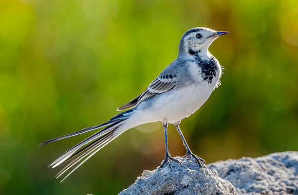 White wagtail