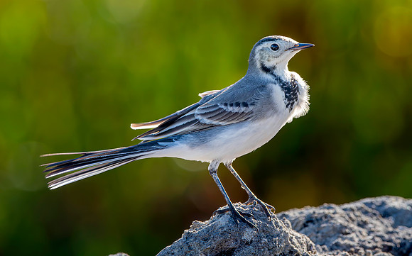 White wagtail