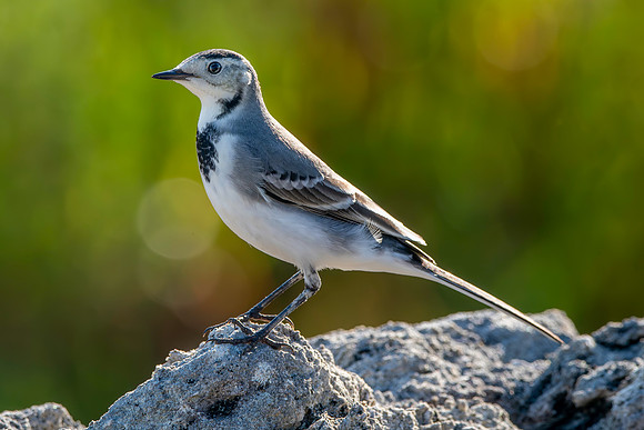 White wagtail