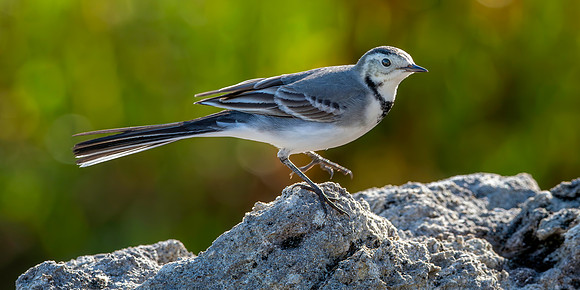 White wagtail