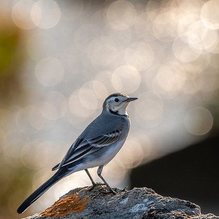 White wagtail