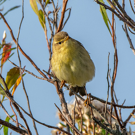 Willow warbler