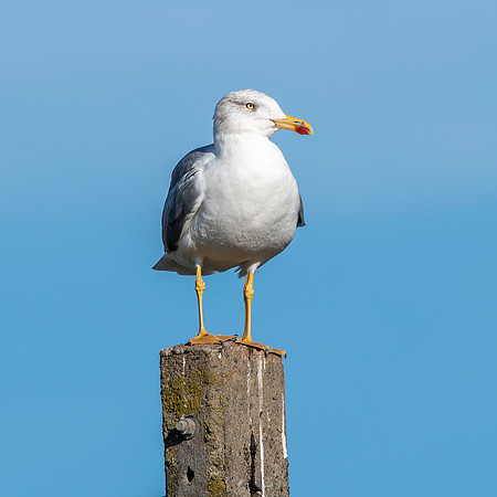 Yellow legged gull