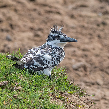Pied kingfisher