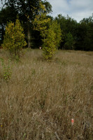 2005