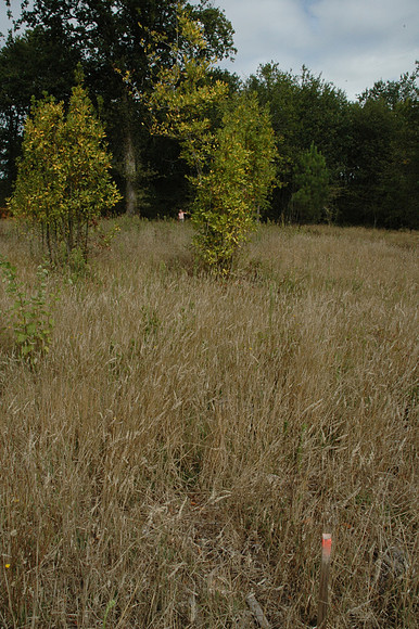 2005