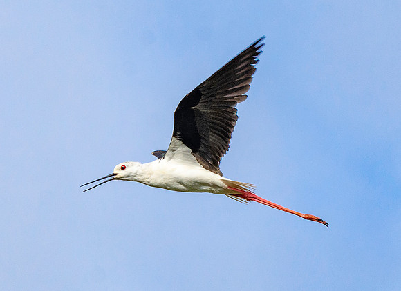 Black winged stilt