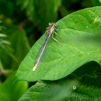 White legged damselfly