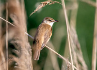 Great reed warbler