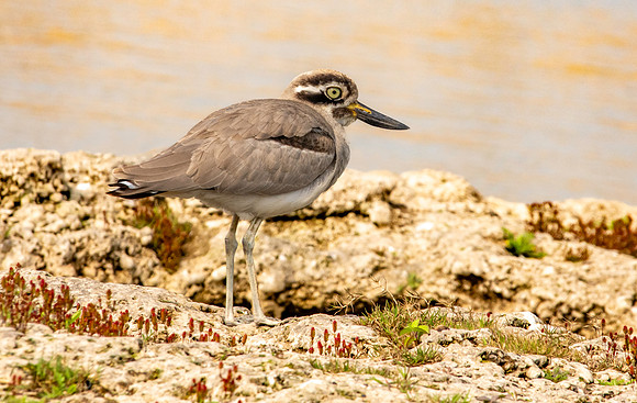 Great thick knee