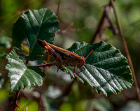 Broad green winged grasshopper