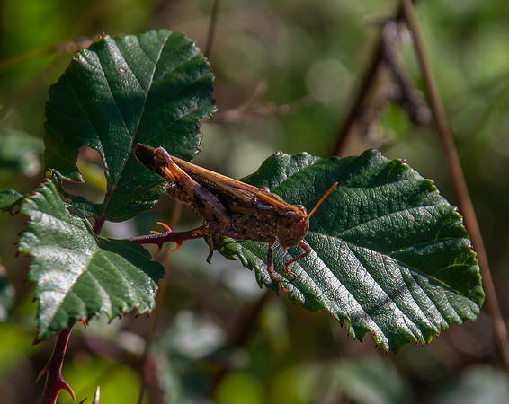 Broad green winged grasshopper