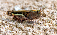 Broad green winged grasshopper