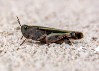 Broad green winged grasshopper