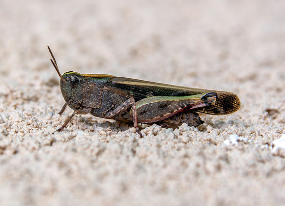 Broad green winged grasshopper