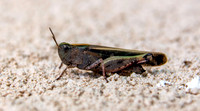 Broad green winged grasshopper
