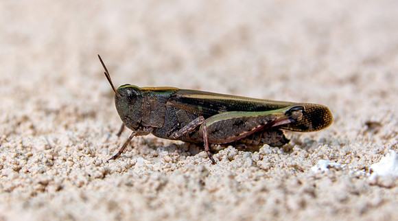 Broad green winged grasshopper