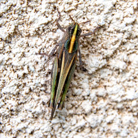 Broad green winged grasshopper