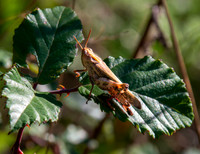 Broad green winged grasshopper