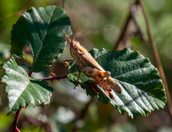 Broad green winged grasshopper