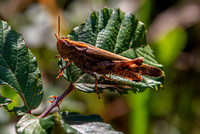 Broad green winged grasshopper