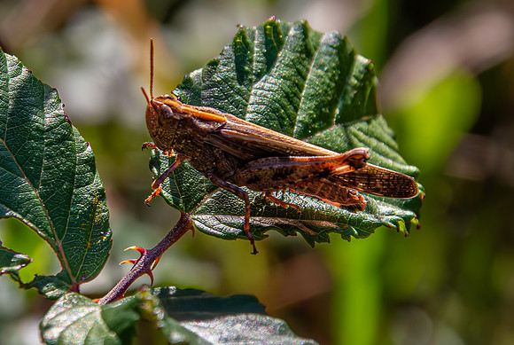 Broad green winged grasshopper