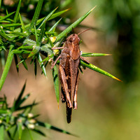 Broad green winged grasshopper
