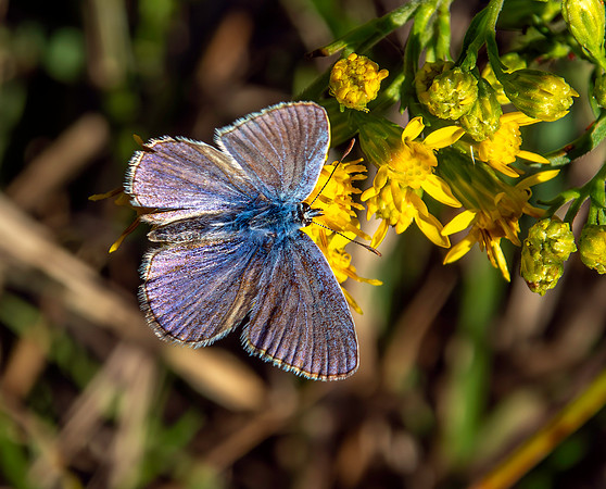 Common blue