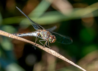 Common darter