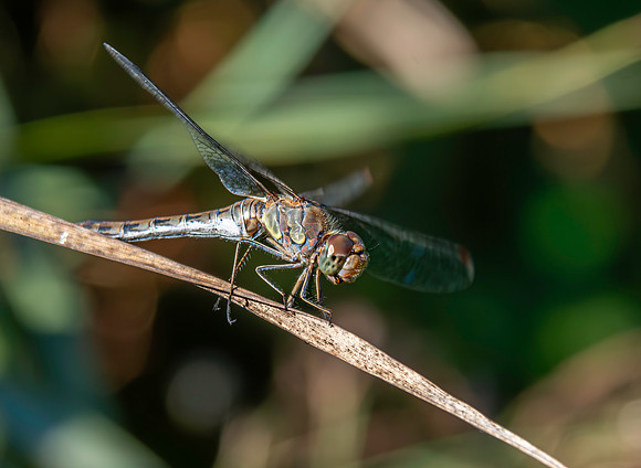 Common darter