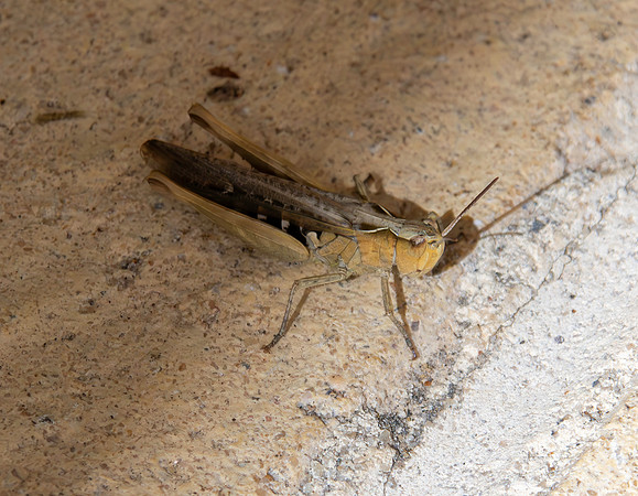 Common field grasshopper