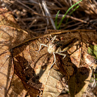 Common field grasshopper