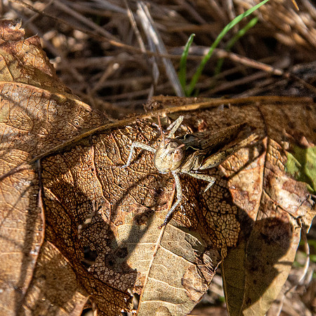 Common field grasshopper