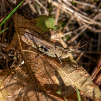 Common field grasshopper
