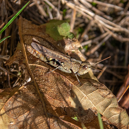 Common field grasshopper