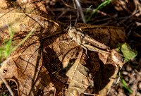 Common field grasshopper