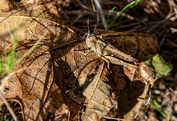Common field grasshopper
