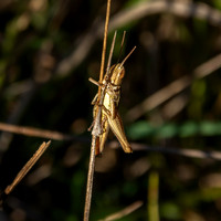 Common green grasshopper