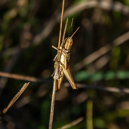Common green grasshopper