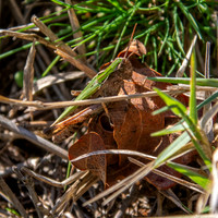 Common green grasshopper
