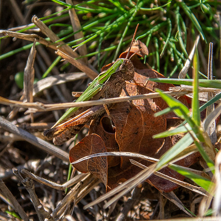 Common green grasshopper