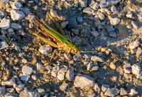 Common green grasshopper