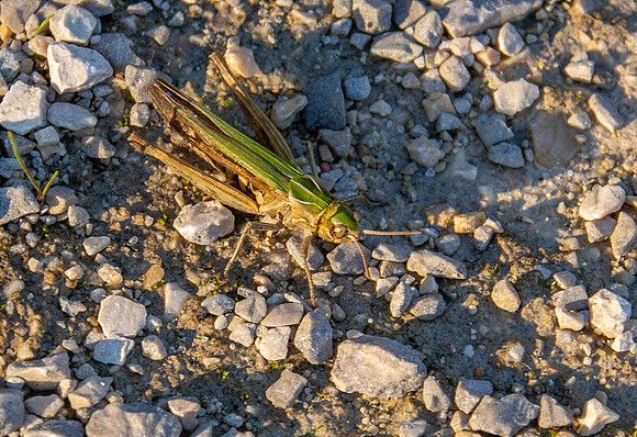 Common green grasshopper