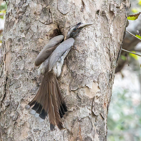 Indian Grey Hornbill