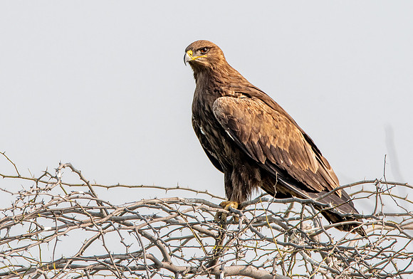 Greater spotted eagle