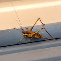 common mountain bush cricket