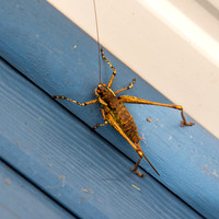 common mountain bush cricket